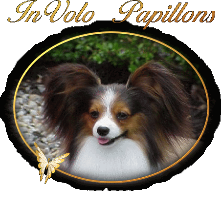 InVolo Papillons