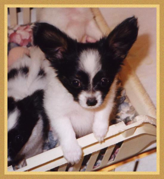 Puppy, puppy