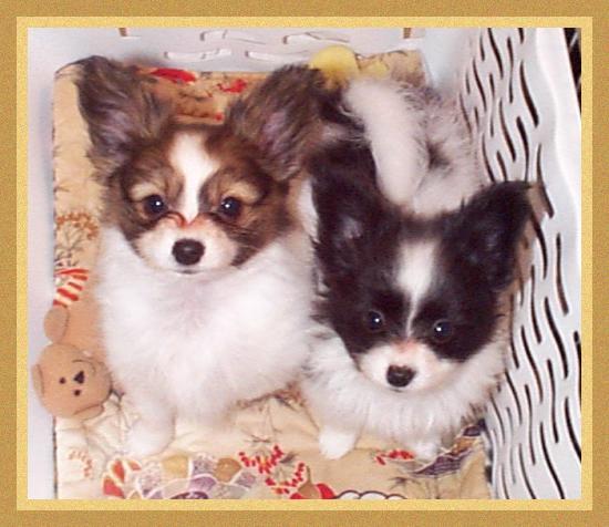 Puppy, puppy