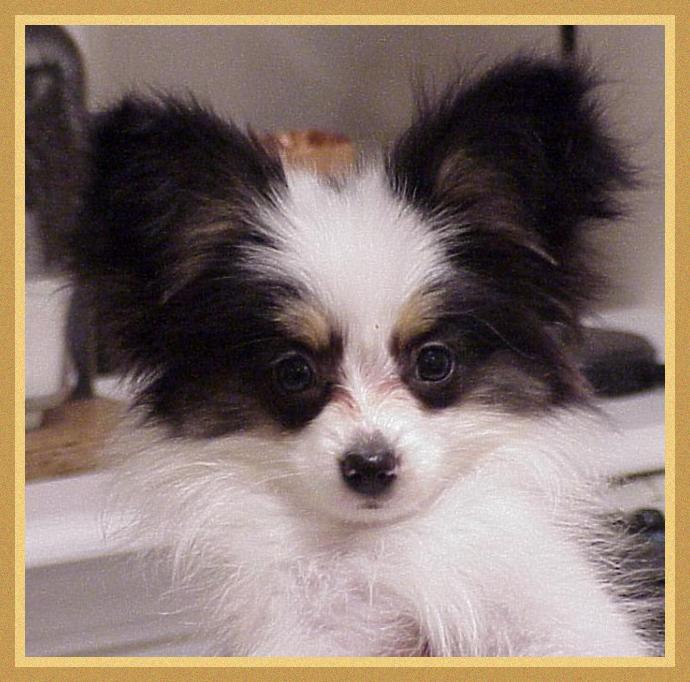 Pretty puppy