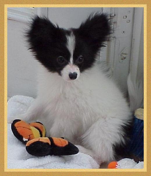 puppy