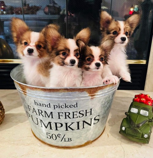 Home - Papillon Puppies USA