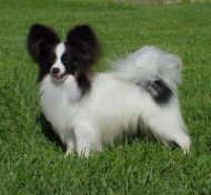 Joey