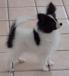Matteo