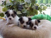 Sable puppies