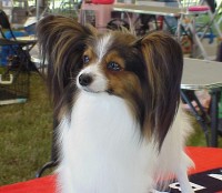 Tallulah