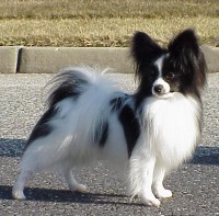 Vincenzo