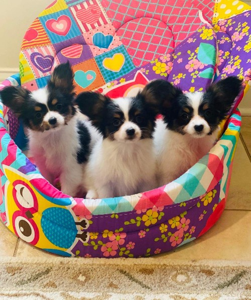 Teacup best sale papillon puppies